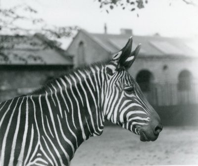 A Mountain Zebra at London Zoo, September 1921 by Frederick William Bond